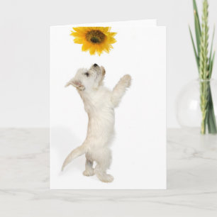 Cartão Westie Pup E Girassol