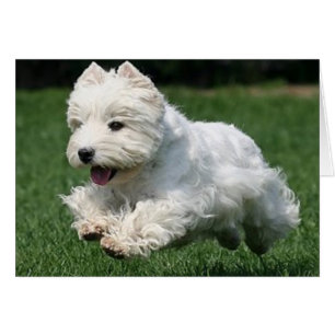 Cartão Westie Running