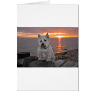 Cartão Westie Sunset