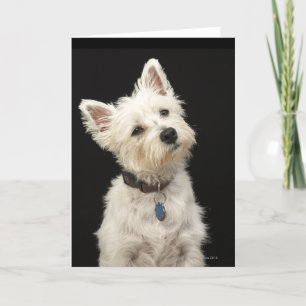 Cartão Westie (terrier ocidental das montanhas) com colar