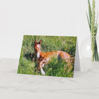 Cartão Weston napping