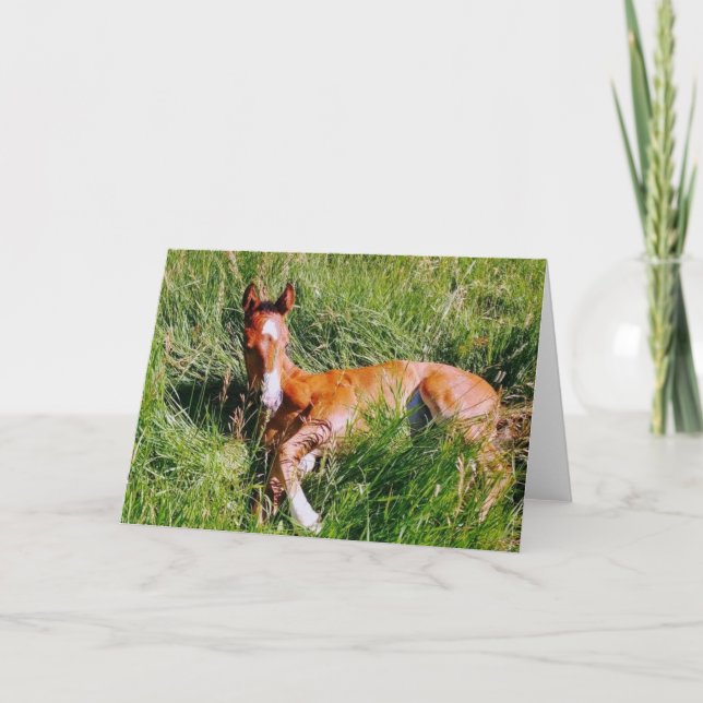 Cartão Weston napping (Frente)