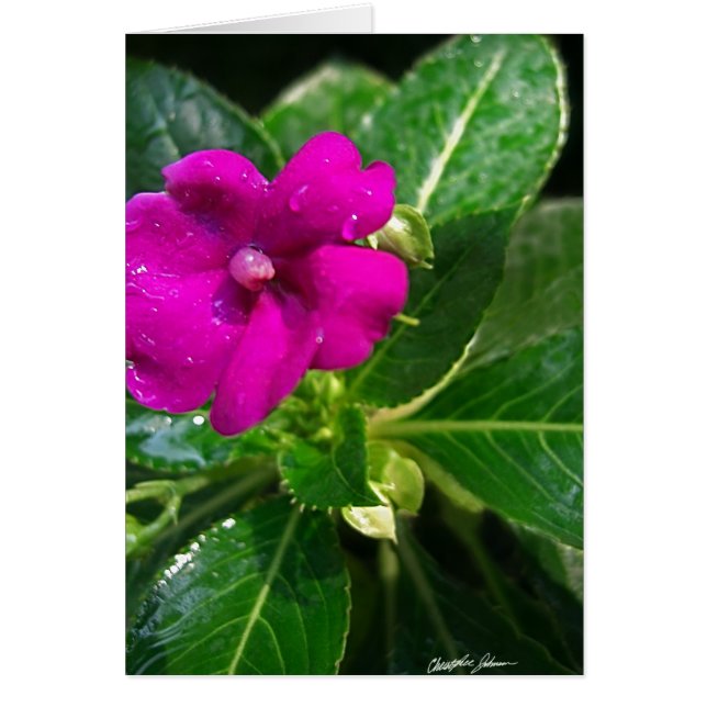Cartão Wet Impatiens Flor 1 (Frente)