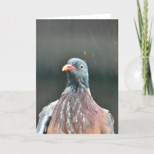 Cartão Wet Woodpigeon blank greeting card