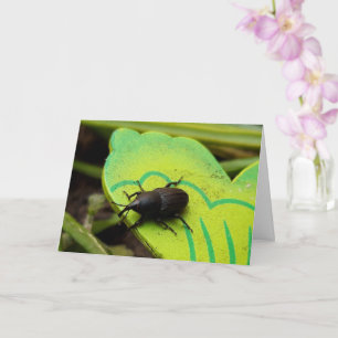 Cartão Wevil, Beetles, Curculionoidea, Inseto