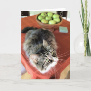 Cartão What's a Still Life? Siberian Cat Note Cards