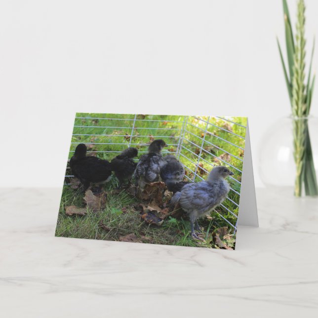 Cartão Whats Up - Chicken Butt (Frente)