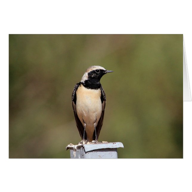 Cartão Wheatear de Orelha Negra (Frente Horizontal)