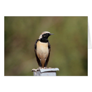 Cartão Wheatear Preto-orelhudo