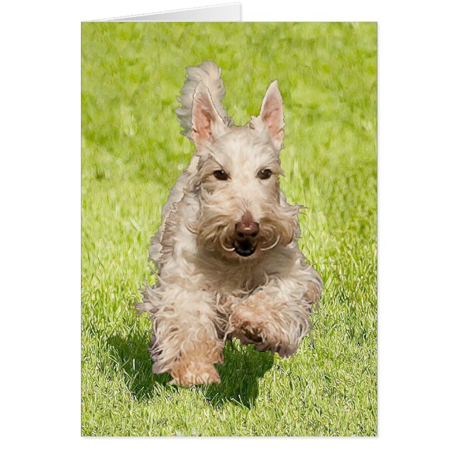 Cartão Wheaten Scottie Running Free (Frente)
