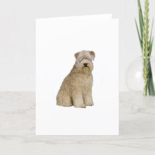 Cartão Wheaten Terrier (B) (sit)