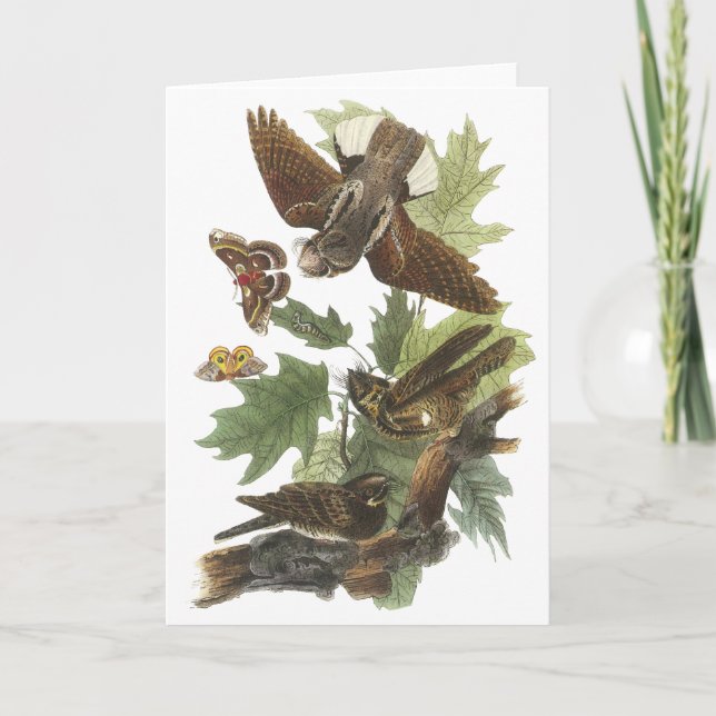 Cartão Whip-poor-will, John Audubon (Frente)