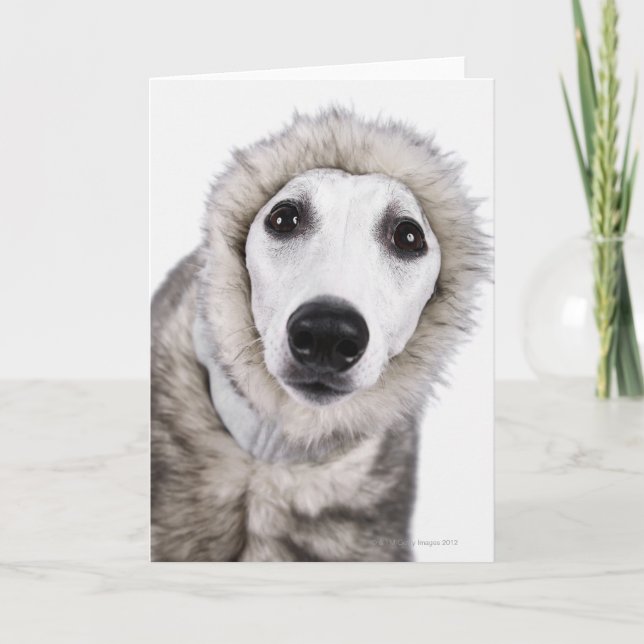 Cartão Whippet dog wearing fur coat, studio shot (Frente)