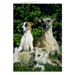 Cartão Whippet e filhotes