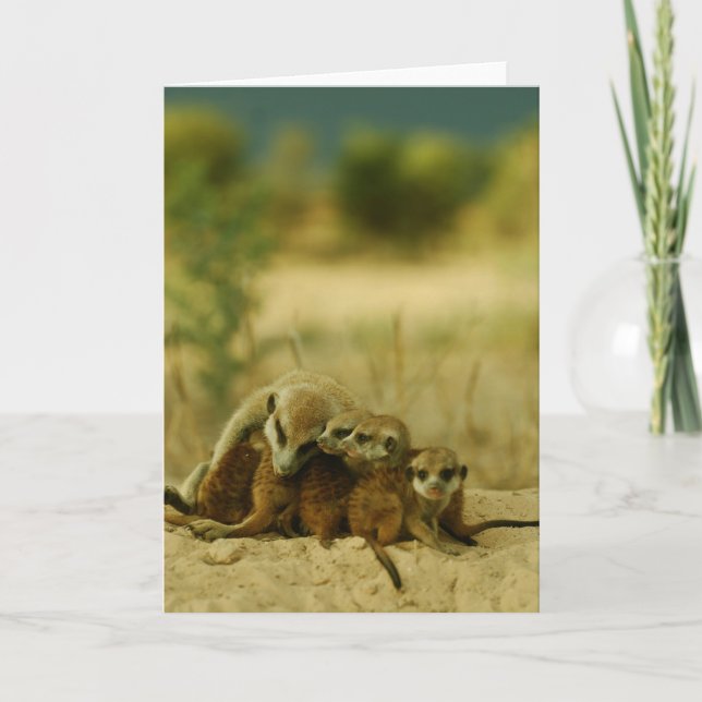 Cartão Whiskers pups - KMP Card 19 (Frente)