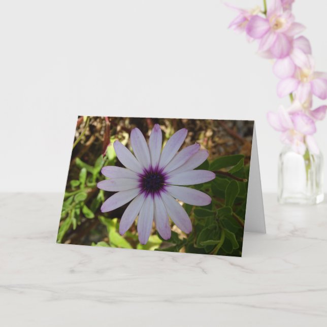 Cartão White African Daisy Flower Card (Orquídea)