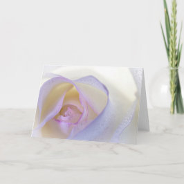 Cartão White and Pink Rose with Dew