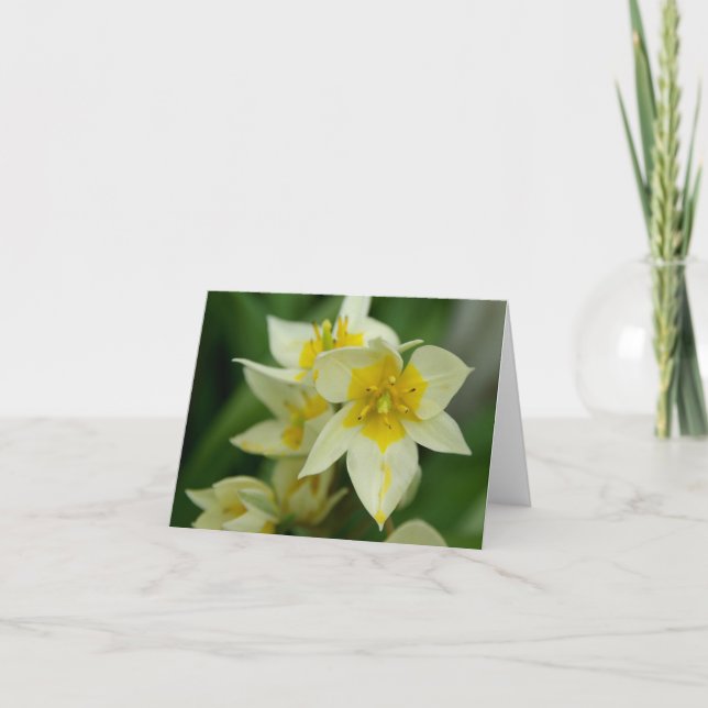 Cartão White and Yellow Flower Notecard (Frente)