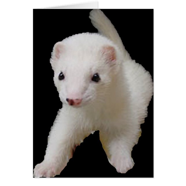Cartão White Baby Ferret (Frente)