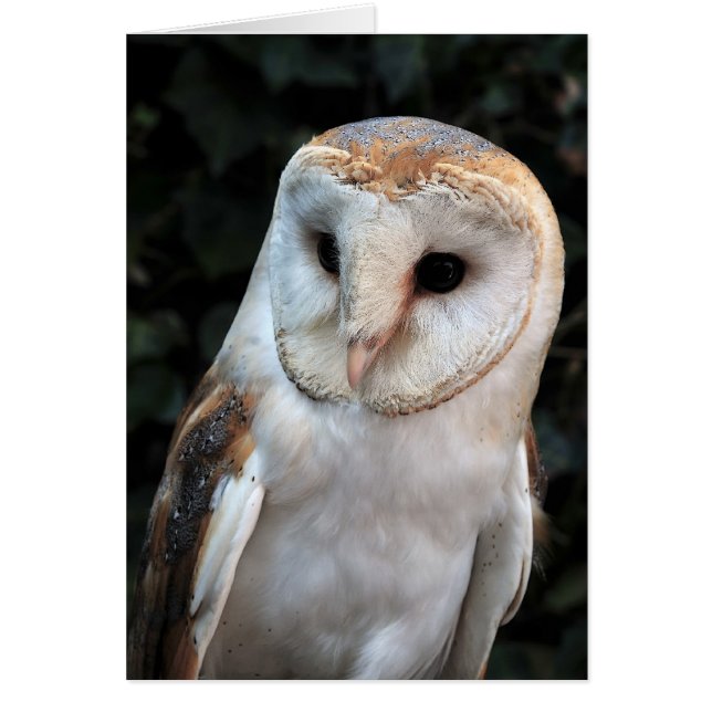 Cartão White Barn Owl (Frente)