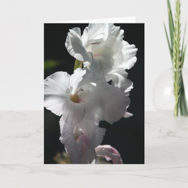 Cartão White blossoms on black Greeting Card (Frente)