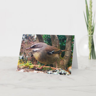 Cartão White Browed Scrub Wren. Australian bird.