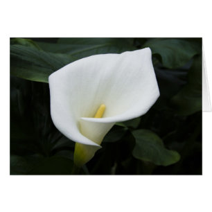 Cartão White Calla Lily