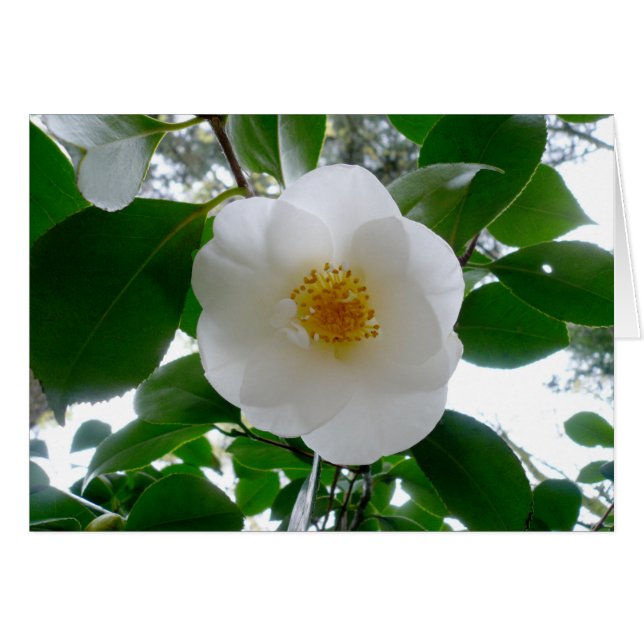 Cartão White Camellia (Frente Horizontal)