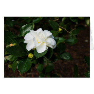 Cartão White Camellia
