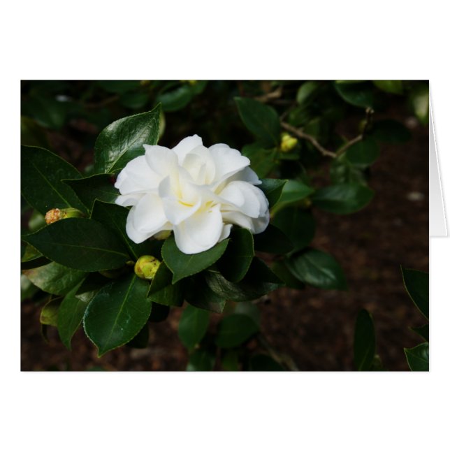 Cartão White Camellia (Frente horizontal)