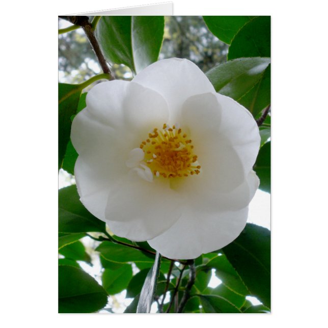 Cartão White Camellia (Frente)