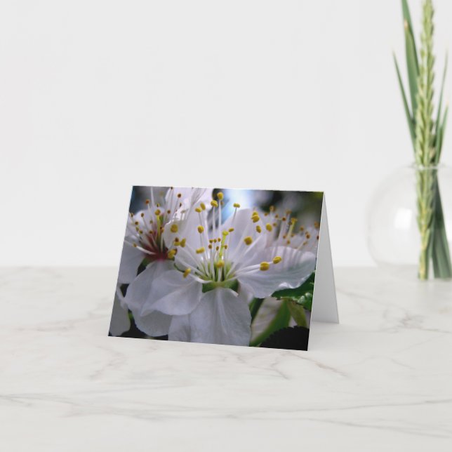 Cartão White Cherry Blossoms Note Card (Frente)