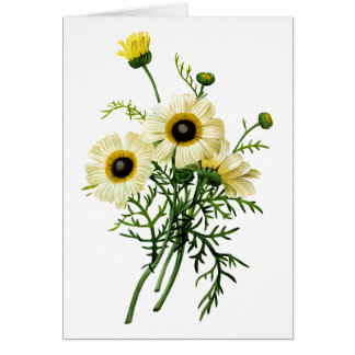 Cartão White Chrysanthemum por Pierre Joseph Redoute