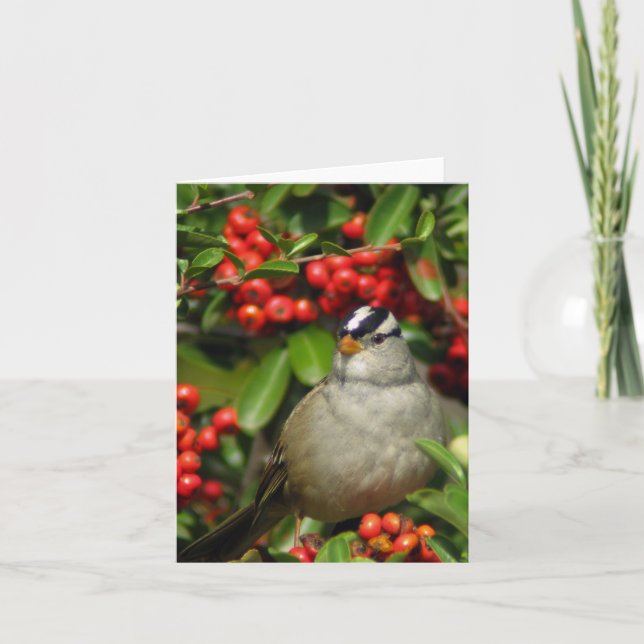Cartão White-Crowned Sparrow • Joe Sweeney - card (Frente)