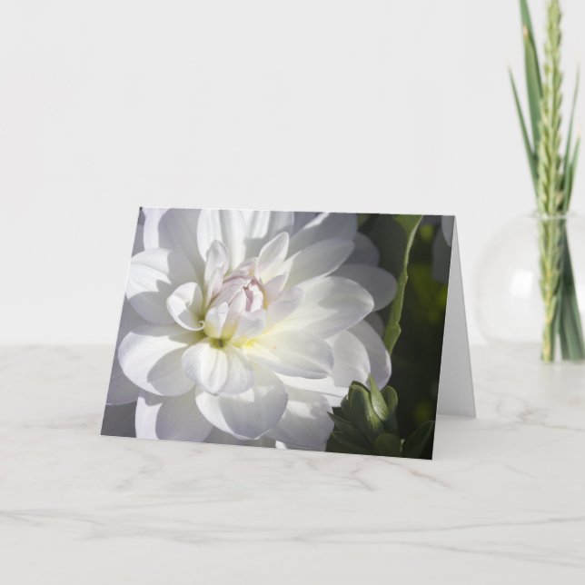 Cartão White dahlia greeting card (Frente)