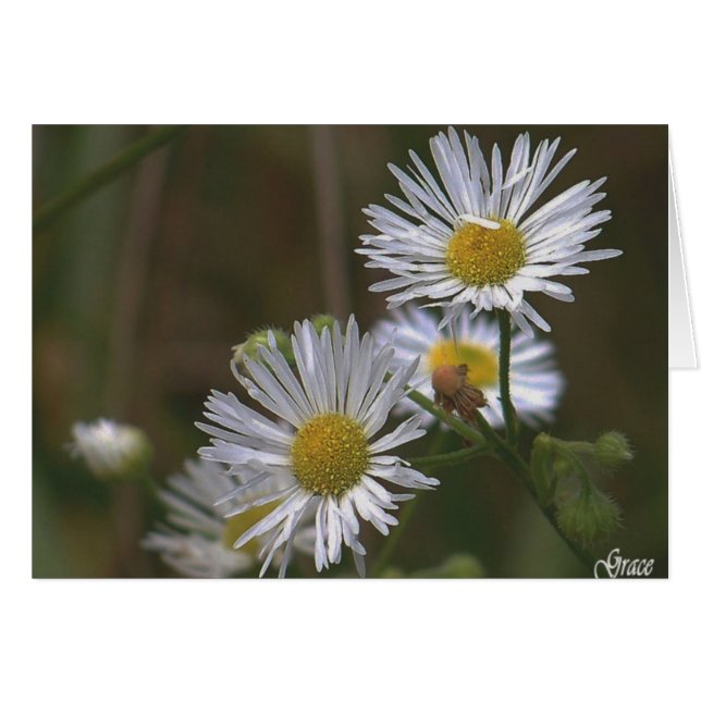 Cartão White Daisies Card (Frente Horizontal)
