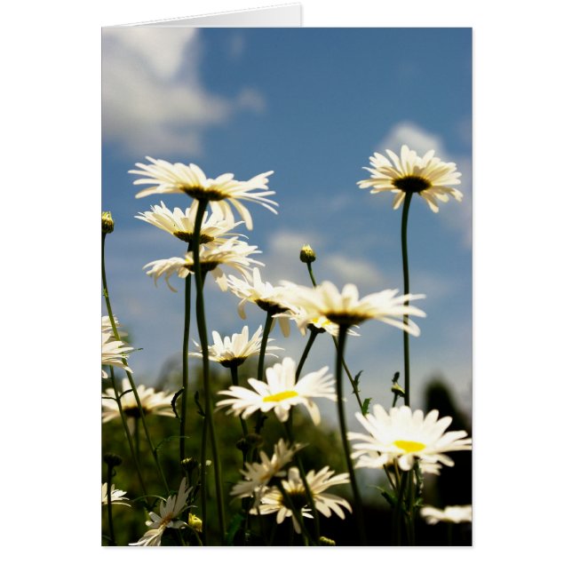 Cartão White Daisy Flowers Card (Frente)