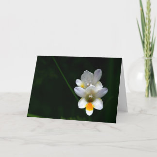 Cartão White day lilies on black background Greeting Card