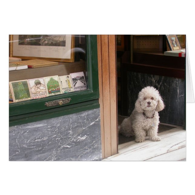 Cartão White Dwarf Poodle (Frente Horizontal)