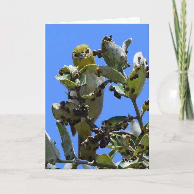 Cartão White-Eye Japonês Olhando para mim (Frente)