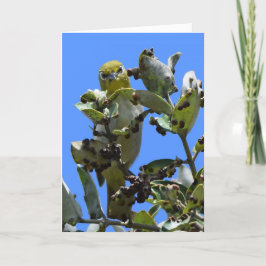 Cartão White-Eye Japonês Olhando para mim