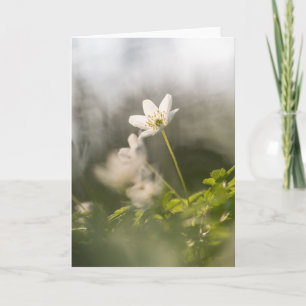 Cartão White Flower Nature Photo