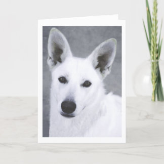 Cartão White German Shepherd Dog