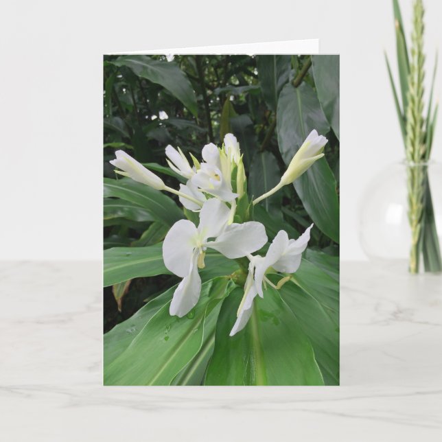 Cartão White Ginger (Frente)