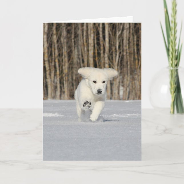 Cartão White Golden Retriever Puppy in Snow (Frente)