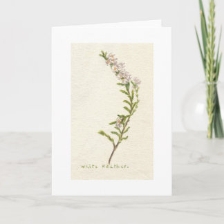 Cartão White Heather
