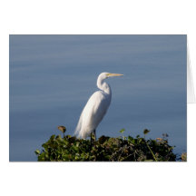 White Heron