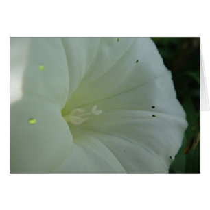 Cartão White hoist bloom, blank
