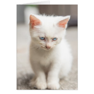 Cartão White Kitten