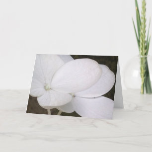 Cartão White Lacecap Hydrangea Blossoms Greeting Card